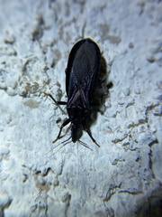 Triatoma protracta