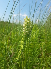 Dactylorhiza incarnata ochroleuca