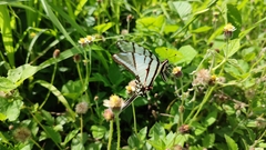Protographium epidaus epidaus