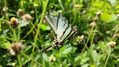 Protographium epidaus epidaus