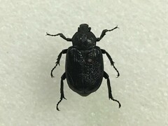 Osmoderma scabra