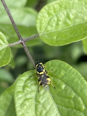 Oxycera rara
