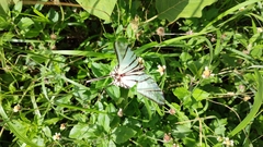 Protographium epidaus epidaus