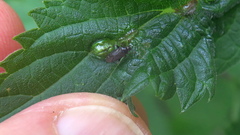 Plagiognathus arbustorum