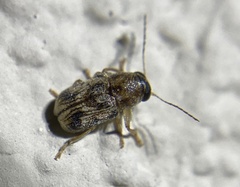 Pachybrachis melanostictus