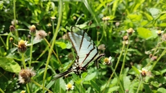 Protographium epidaus epidaus
