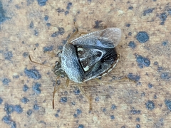 Stagonomus bipunctatus bipunctatus