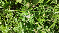 Protographium epidaus epidaus