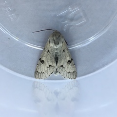 Acronicta leporina