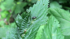 Plagiognathus arbustorum