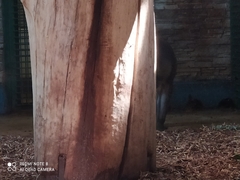 Mandrillus sphinx