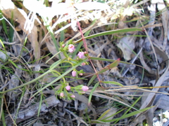 Epilobium pallidiflorum