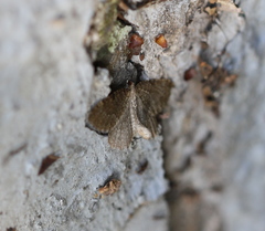 Philereme vetulata