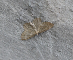 Philereme vetulata