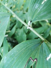 Phymatocera aterrima