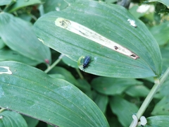 Phymatocera aterrima