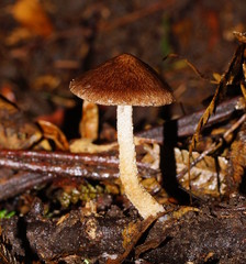 Lacrymaria asperospora