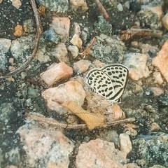 Tarucus theophrastus