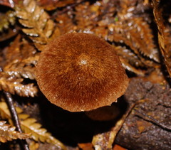 Lacrymaria asperospora