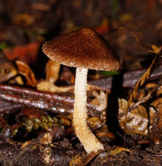 Lacrymaria asperospora