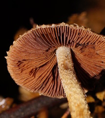 Lacrymaria asperospora