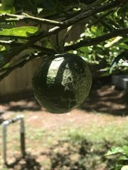 Citrus