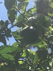Citrus