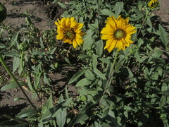 Asteraceae