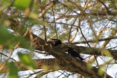 Melaniparus guineensis