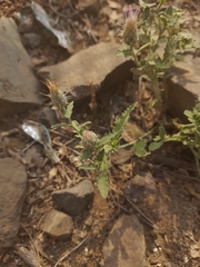 Tricholepis radicans