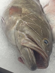 Epinephelus aeneus