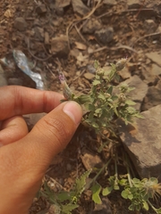 Tricholepis radicans