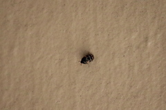 Anthrenus scrophulariae