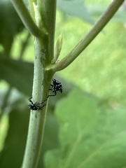 Lycorma delicatula