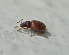 Urometopus nemorum