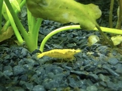 Neocaridina davidi