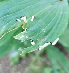 Phymatocera aterrima