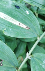 Phymatocera aterrima