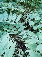 Phymatocera aterrima