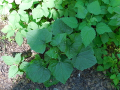 Adenocaulon himalaicum