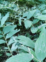 Phymatocera aterrima