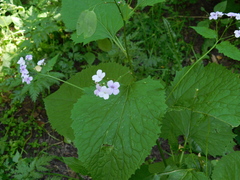 Lunaria rediviva