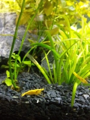 Neocaridina davidi