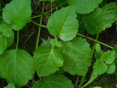 Lamium galeobdolon