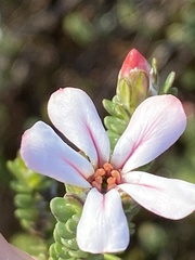 Adenandra obtusata
