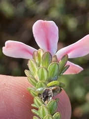 Adenandra obtusata