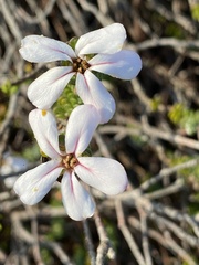 Adenandra obtusata