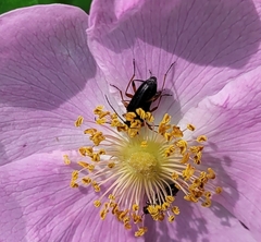 Grammoptera subargentata