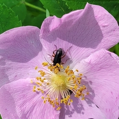 Grammoptera subargentata