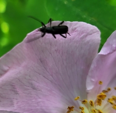 Grammoptera subargentata